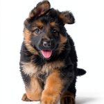 Dog Training Guide by Little, Brown and Company-0