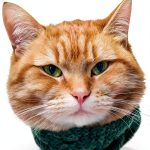 Bob the Cat: A Heartwarming Story for Cat Lovers-0