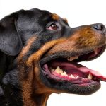Amazon Kindle Dog Training Guide for Kids 5-12-0