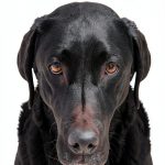 Dog Training Guide: Positive Reinforcement by New World Library Kindle-0
