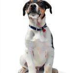 Dog Training Book by Workman Publishing Company-0