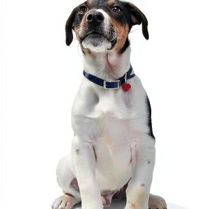 Dog Training Book by Workman Publishing Company-0
