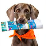Quarry Books Dog Tricks and Training Kindle eBook 906‑Page Guide-0