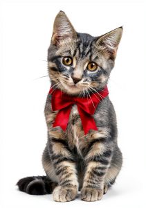 Revell Pet Cats Kindle Store Book-0