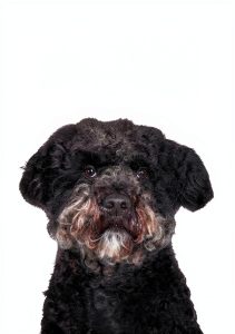 Dog Breeds Guide Kindle Edition by Tadornini Publishing-0