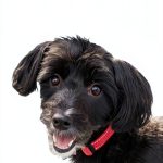 Dog Lovers: A Heartwarming Journey Book 2-0