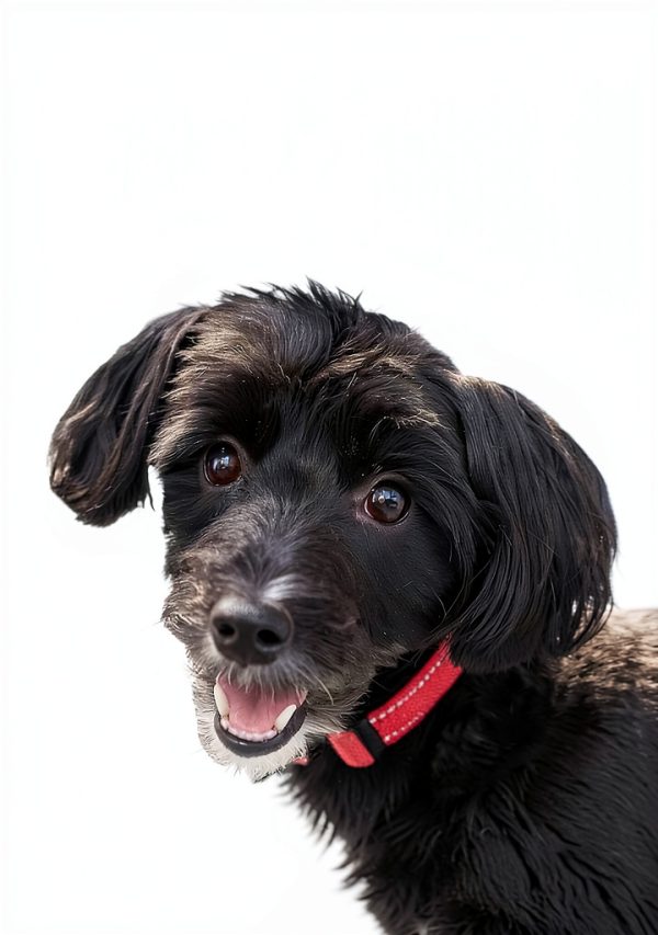Dog Lovers: A Heartwarming Journey Book 2-0