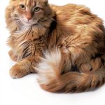 Cat Care Essays Kindle Edition by Little Brown – 341 Pages-0